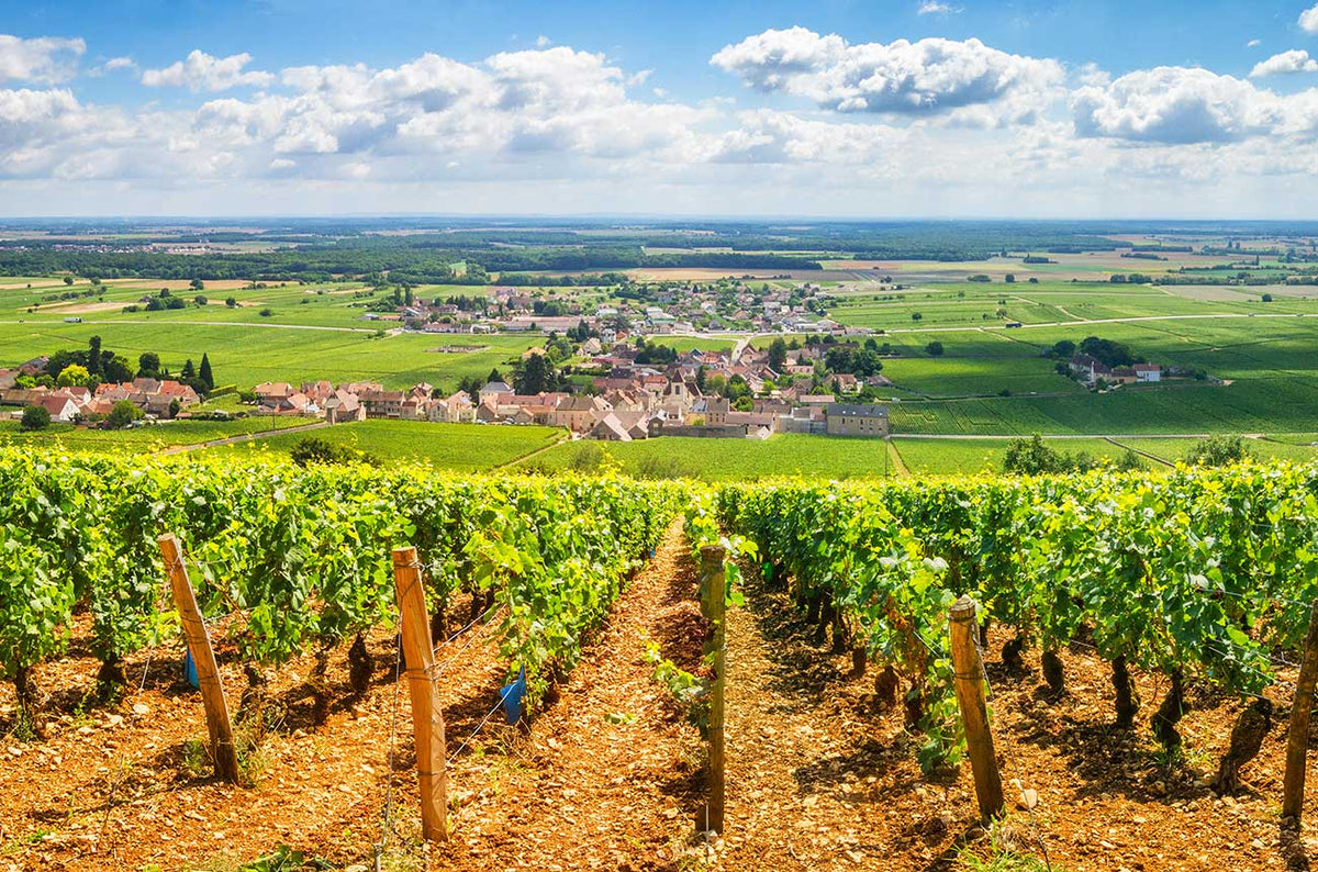 September Wine Club - White Burgundy Reigns Supreme